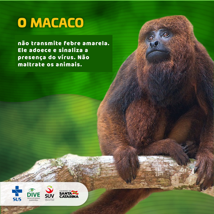 NatGeo Macaco